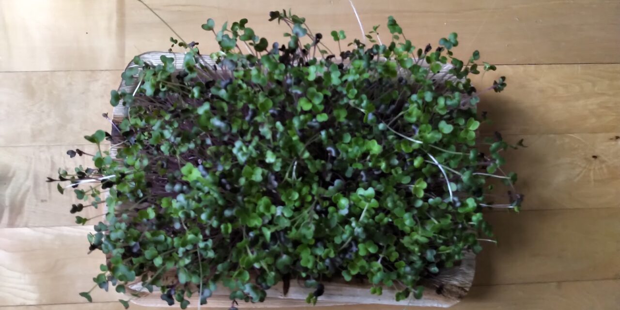 Health Benefits Of Microgreens – Young Vegetable Greens Jampacked With Nutrients!